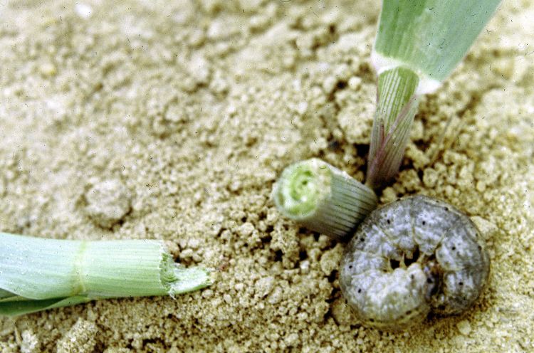 Larva and damage to corn seedling. These softbodied, stout worms curl up tightly when disturbed. Photo credit: Clemson Univ-USDA CES Slide Series, Bugwood.org