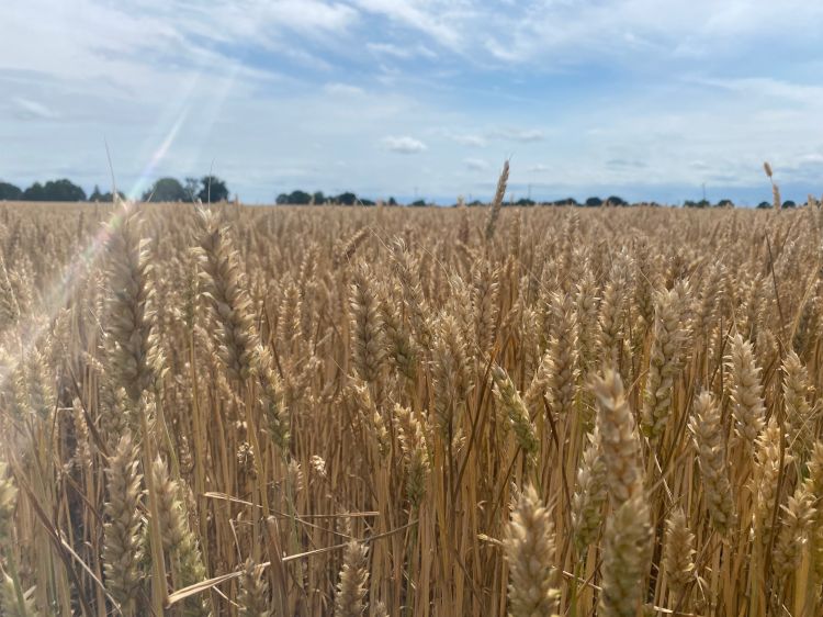 A wheat field.