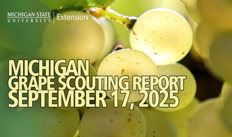 For decorative purposes.