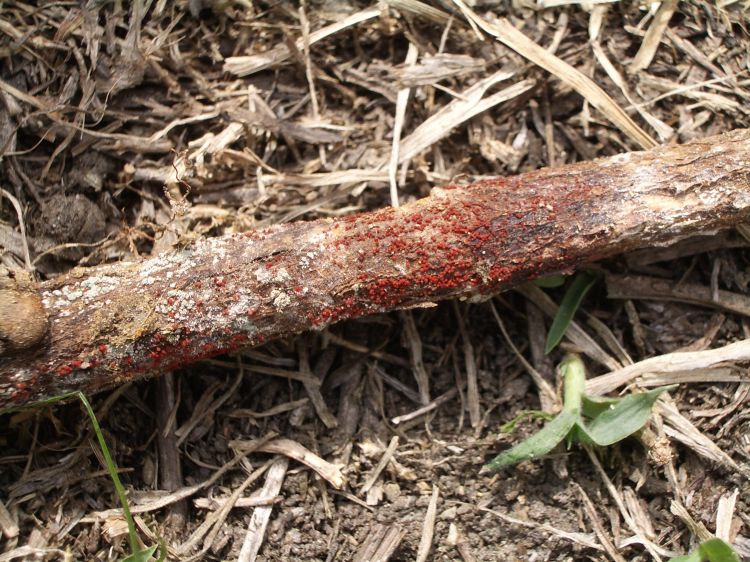 Red fruiting bodies on a soybean stem.