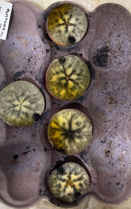 Several apples in a tray cut in half and treated with iodine to stain the starch blue.
