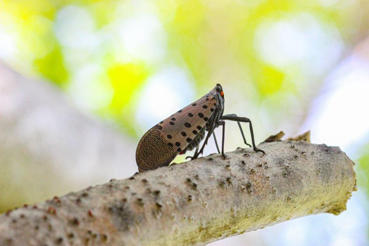 A spotted lanternfly adult perched on a tree limb.