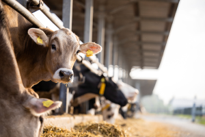 Selective dry cow therapy: One tool to reduce antibiotics on your dairy farm