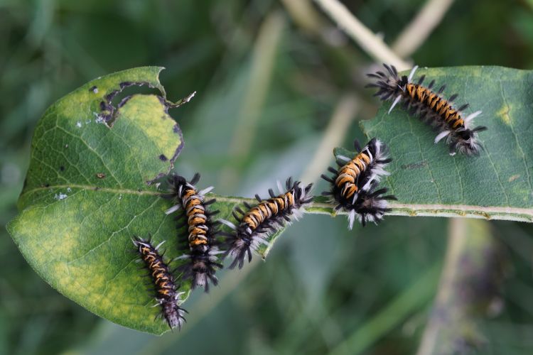 Milkweed tussock moth larvae feeding on common milkweed leaf.