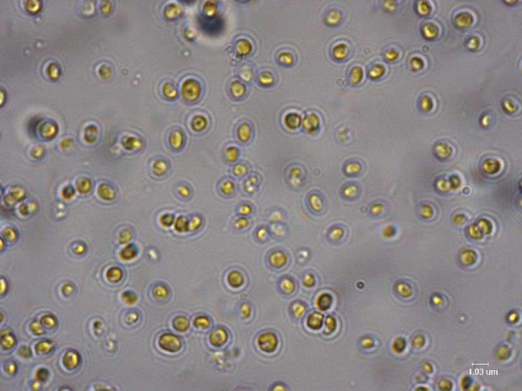 Nannochloropsis under the microscope.