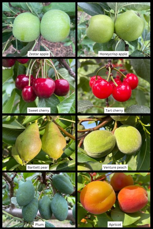 A graph depicting the phenology of different tree fruits