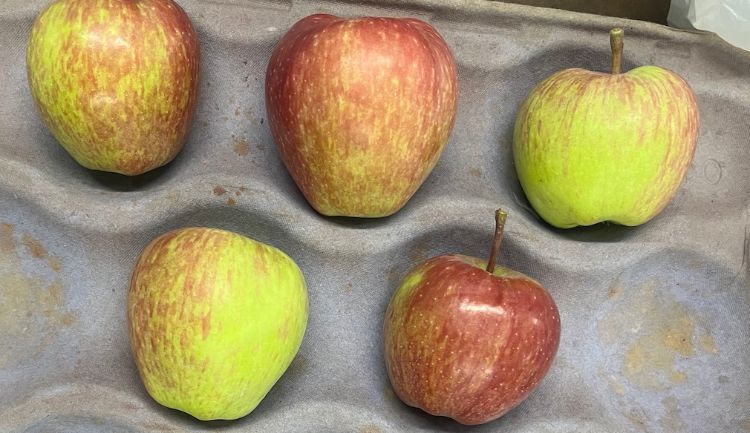Five Gala apples displayed in a gray produce tray. The apples vary in color from mostly green with light red striping to deep red with yellow undertones, showing differences in ripeness.