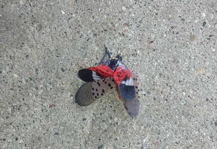A squished spotted lanternfly.