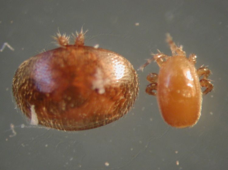 A varroa mite and a Tropilaelaps mite next to each other with a gray background. The varroa mite is larger than the Tropilaelaps mite.