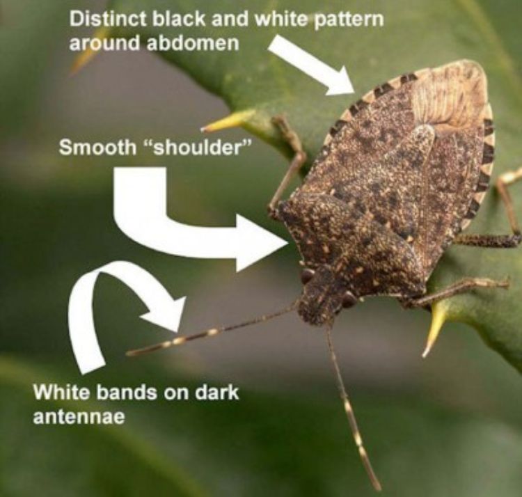 An adult brown marmorated stink bug with descriptions of body parts.