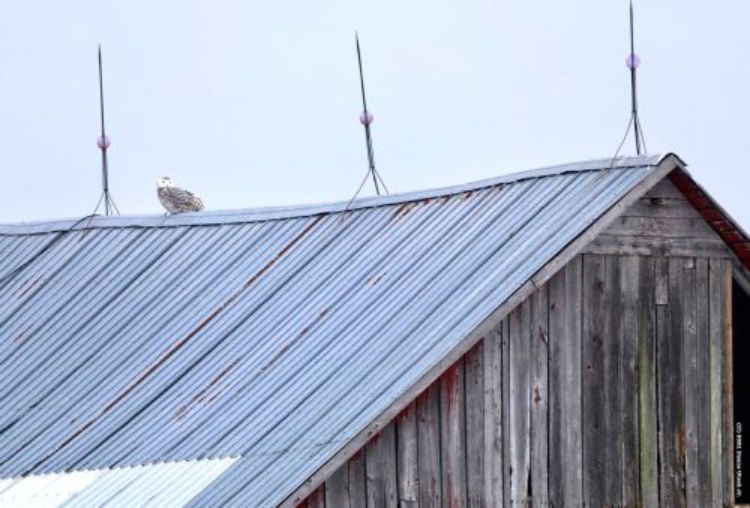 A Snowy Owl is seen sitting on top of a barn roof. Photo: Duane Utech