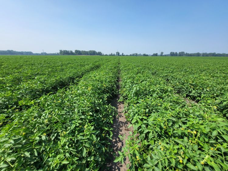 A field of processing tomato plants, approaching the canopy closure stage.