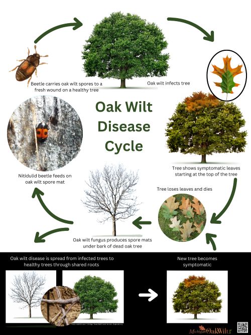 A graphic showing the oak wilt disease life cycle. The cycle starts with Nitidulid beetle carries oak wilt spores to a fresh wound on a healthy tree. Next, oat wilt infects tree. Next, tree shows symptomatic leaves starting at the top of the tree. Next, tree loses leaves and dies. Next, oak wilt fungus produces spore mats under bark of dead oak tree. Finally, the Nitidulid beetle feeds on oak wilt spore mats. Oak wilt disease is spread from infected trees to healthy trees through shared roots. New trees become symptomatic.