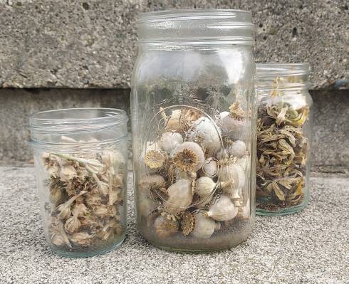 Seeds collected in jars