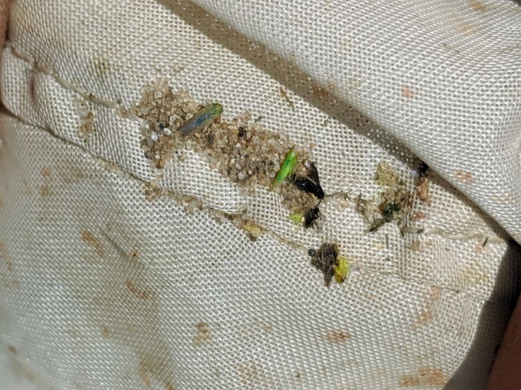 A bird’s eye view of my sweep net contents