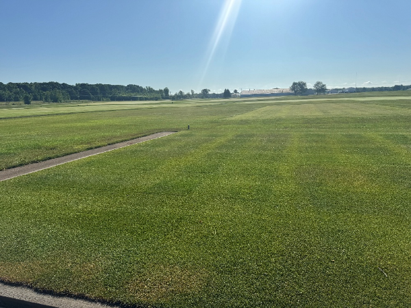 Foreground of tightly mown medium height grass blue sky in the background with trees on horizon