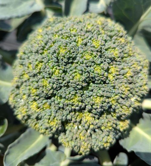 Yellowish spots on a head of broccoli due to heat stress.