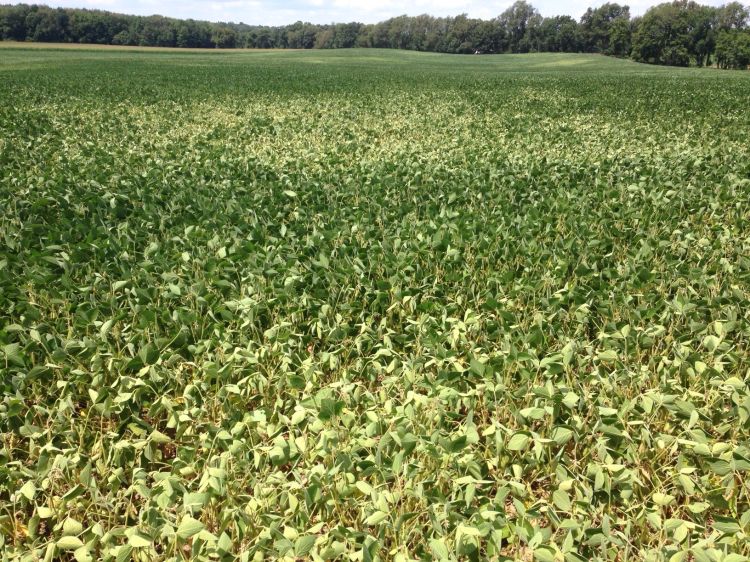 Moisture stress in soybeans. Photo by Mike Staton, MSU Extension.