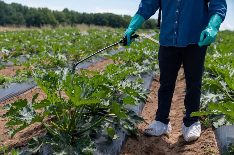 Person wearing protective gloves and shoe covers spraying pesticide on crops