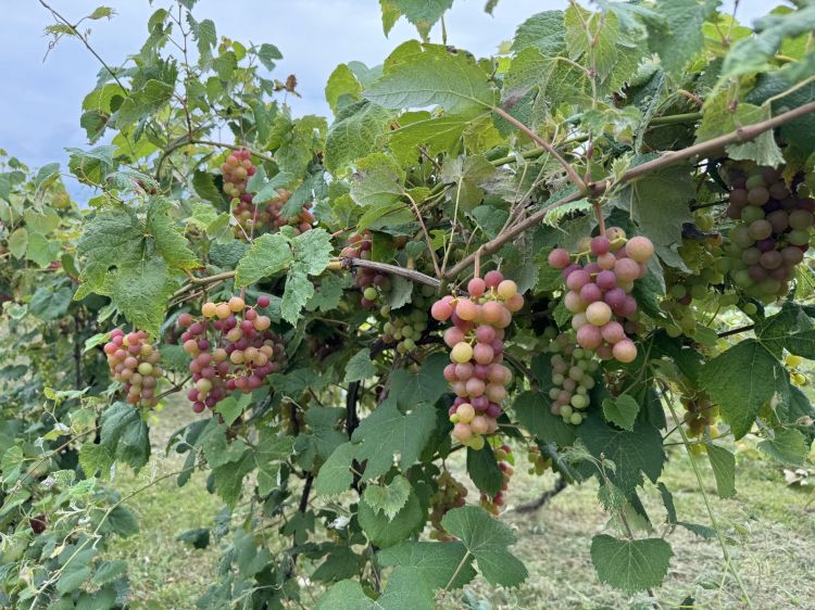 Ripening wine grapes hanging from a vine.