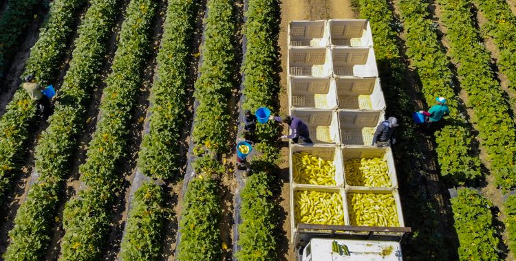 Farm workers harvest yellow squash in rows of green plants, placing them into large white bins on a truck in the center of the field.