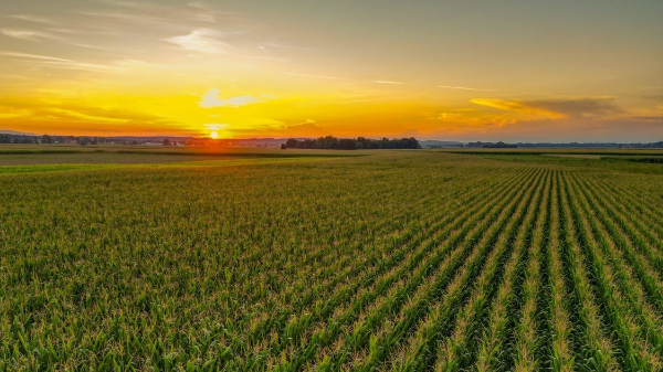 Sunrise over cornfield.
