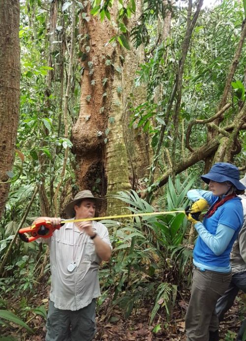 David Skole getting ready to measure carbon in a very large Ceiba tree in the tropical rain forest with a student.
