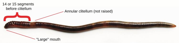 Features of an invasive jumping worm.