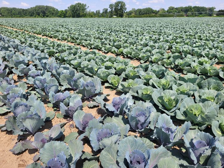 Red and green cabbage growing in the field