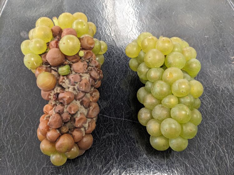 Two bunches of grape clusters sitting on a black countertop. The right cluster is healthy but the left cluster is brown and shriveled from pest injury.
