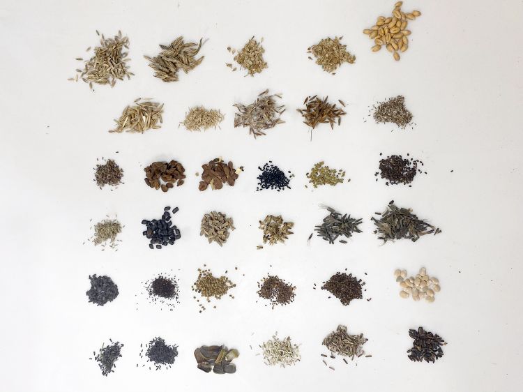 Multiple piles of different kinds of native plant seeds.