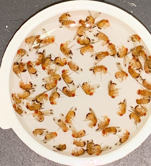 Male spotted wing Drosophila