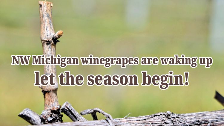 Closeup of a grapevine bud with text saying 