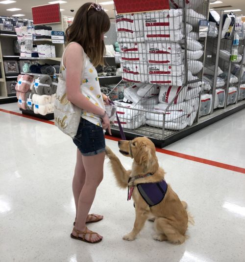 An assistance animal in a store with a woman.