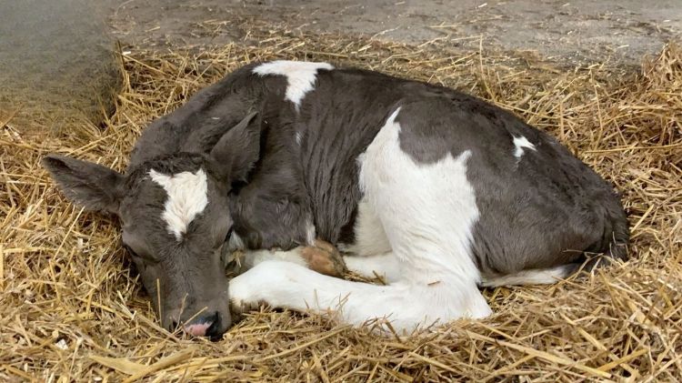 for decoration onlly