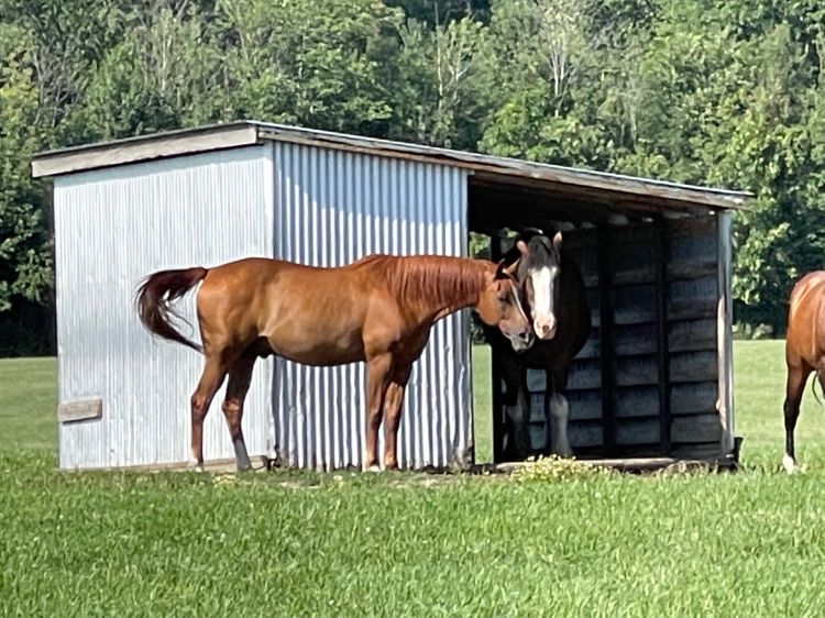 brown horse standing near a white building