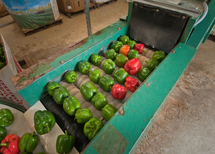 Peppers on a conveyor belt