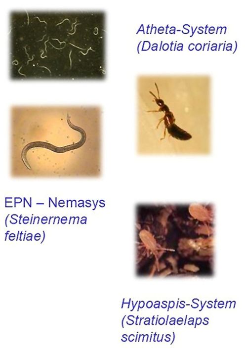 Four different kinds of biological control agents, including entomopathogenic nematodes.
