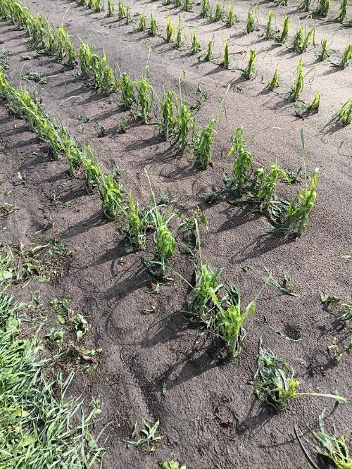 sweet corn damaged by hail