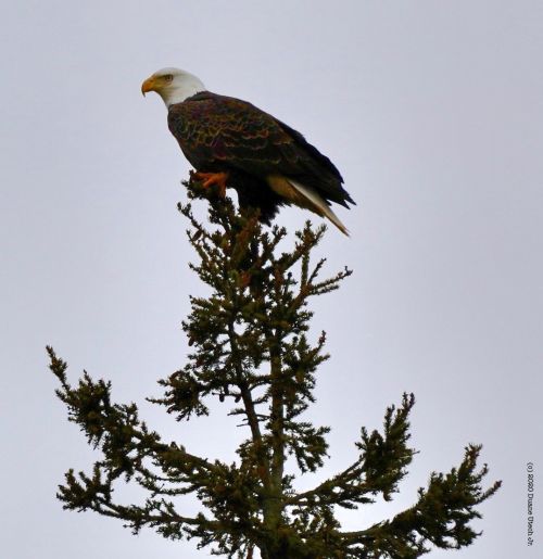 A Bald Eagle is perched on the top of a tree in the eastern Upper Peninsula.
