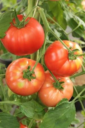 Plant science at the dinner table: Tomatoes
