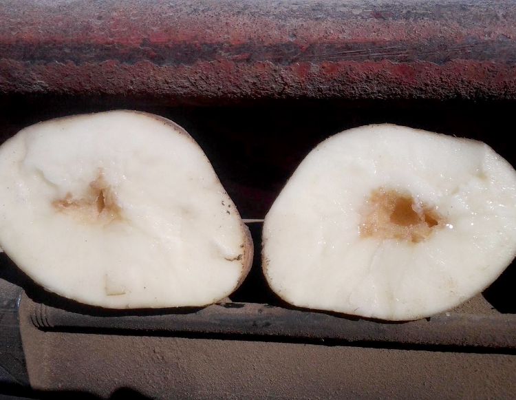 Hollow heart in a potato.