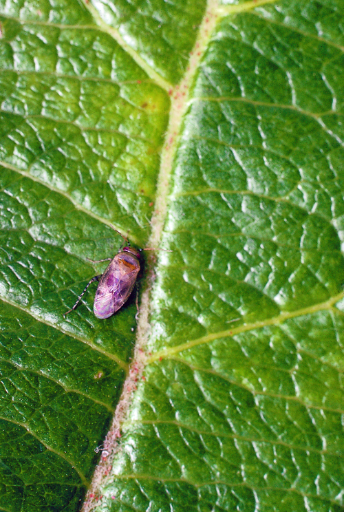  Adult is grayish-green with black spots on the legs. 