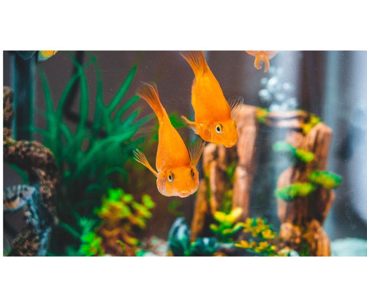 For decorative purposes.