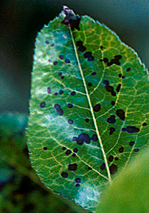 Faint yellow vein banding with red mottling.