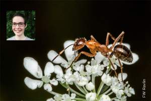 Entomology undergraduate student found her footing and flourished during a global pandemic