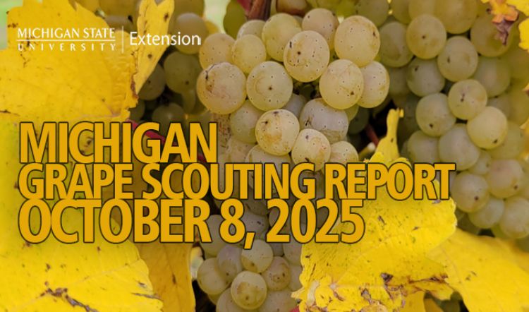 For decorative purposes.