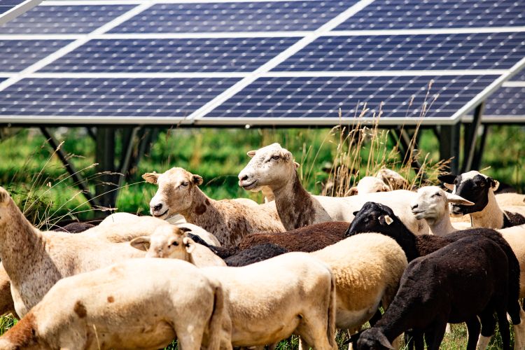 Assorted sheep grazing beneath a solar panel.