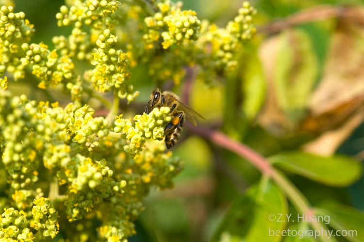 A honey bee on winged sumac.