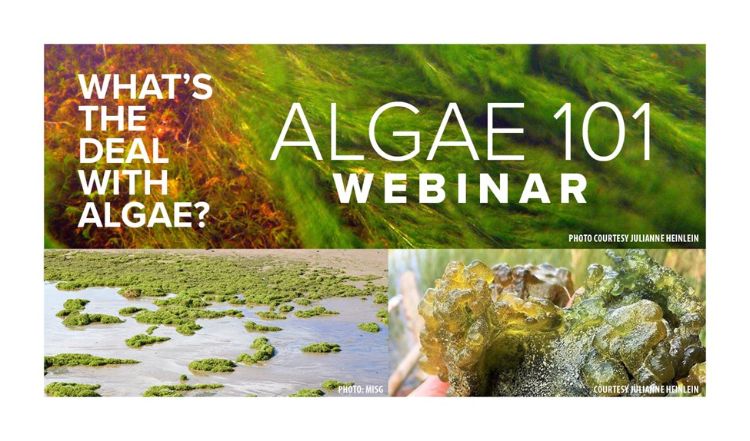 Picture of algae with words Algae 101 Webinar What's the deal with Algae?